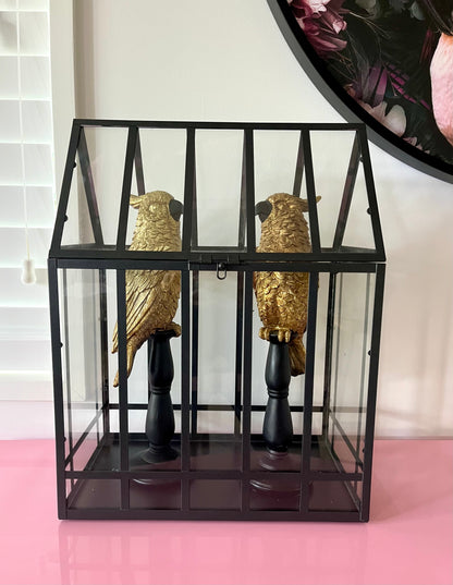 Gorgeous Pair of Gold Cockatoos in Glasshouse