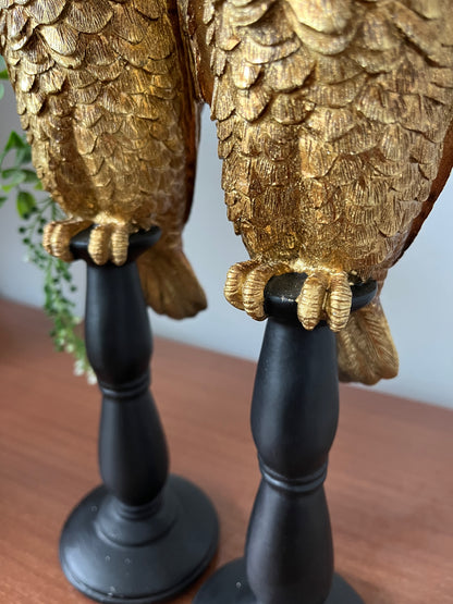 Gorgeous Pair of Gold Cockatoos