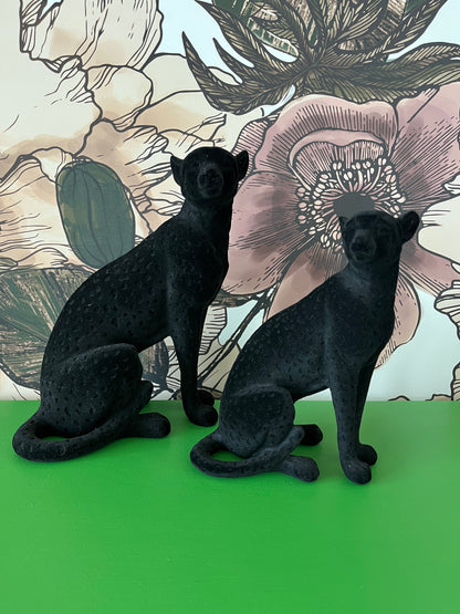 Beautiful pair of Black Cats