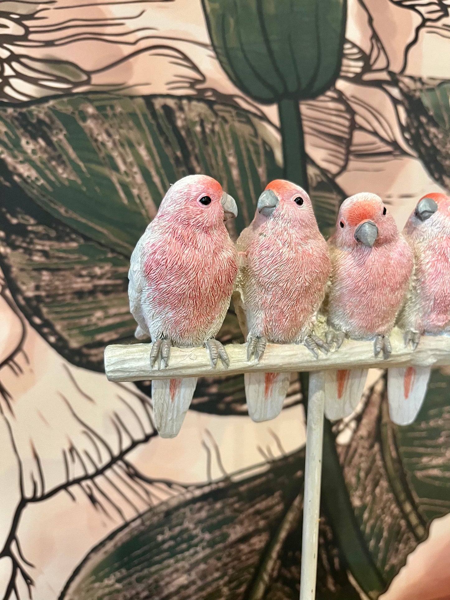 Major Mitchell Set of Four Lovebirds
