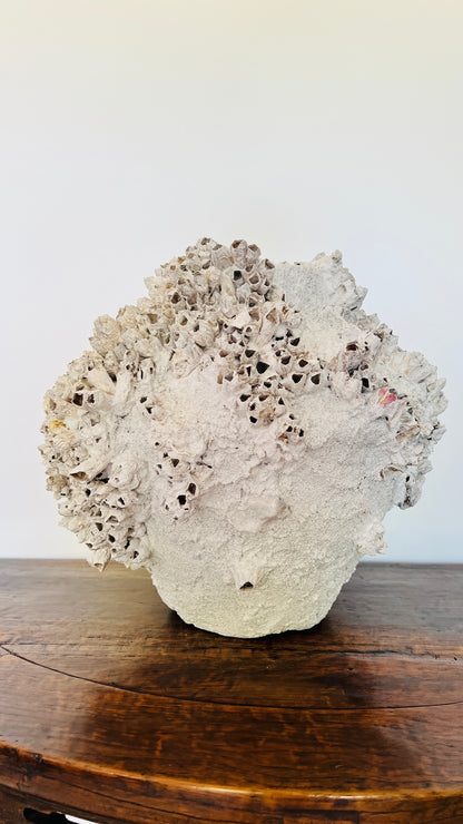 Round Barnacle Pot