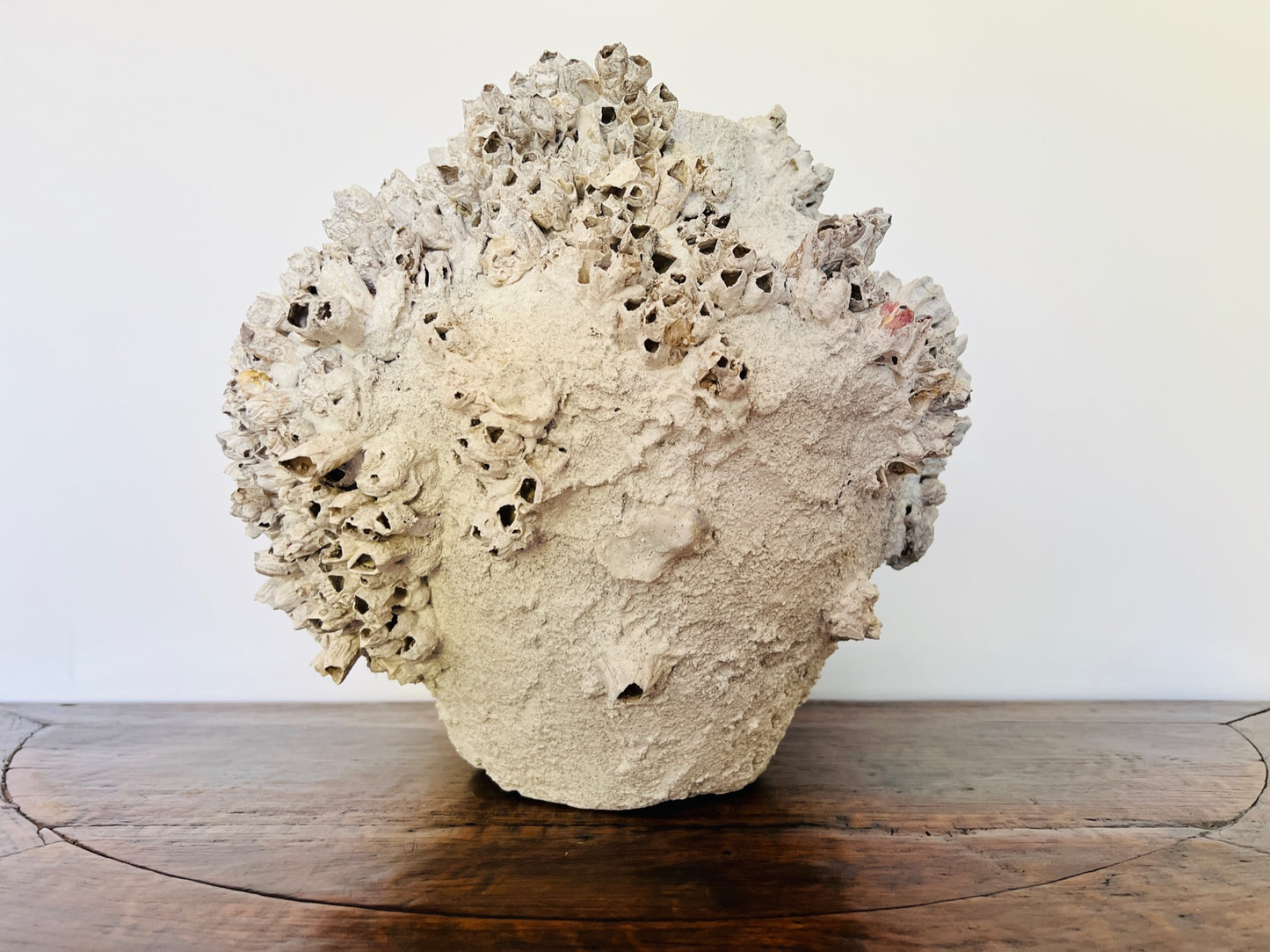 Round Barnacle Pot