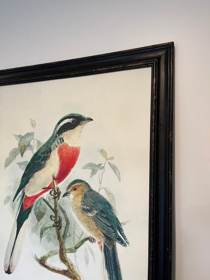 Beautiful Pair of Framed Bird Prints