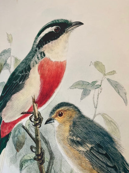 Beautiful Pair of Framed Bird Prints