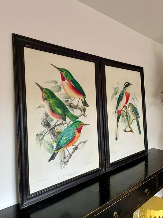 Beautiful Pair of Framed Bird Prints